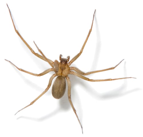 Brown Recluse Spiders Brown Recluse Spiders