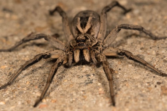 Wolf Spiders in Texas: Identification, Species, and Behavior