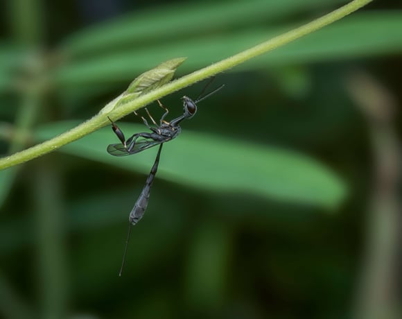 Exploring the Life Cycle of Ensign Wasp | SafeHaven Dallas Texas