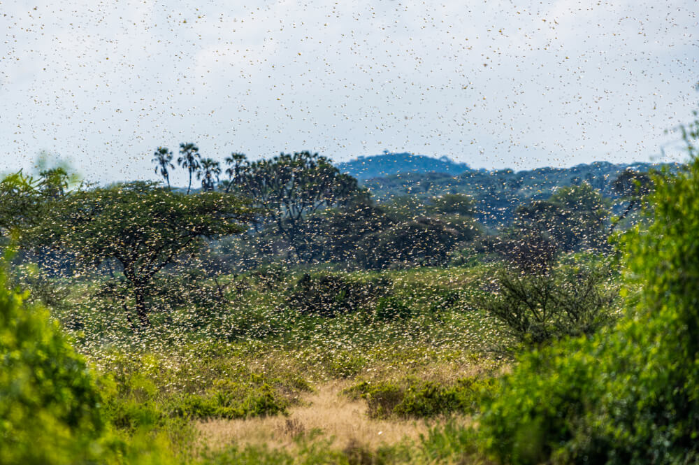 Locust Swarm