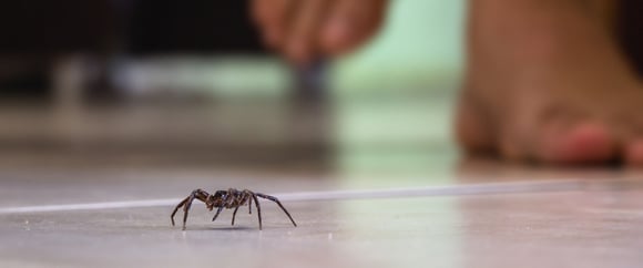 Spiders In North Texas