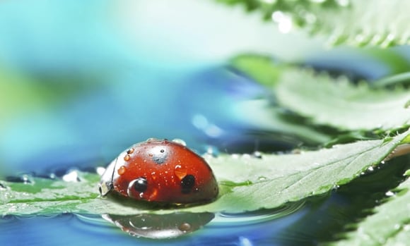 Pest Control & Biodiversity: Eco-Friendly Management Tips