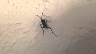 Ensign Wasp