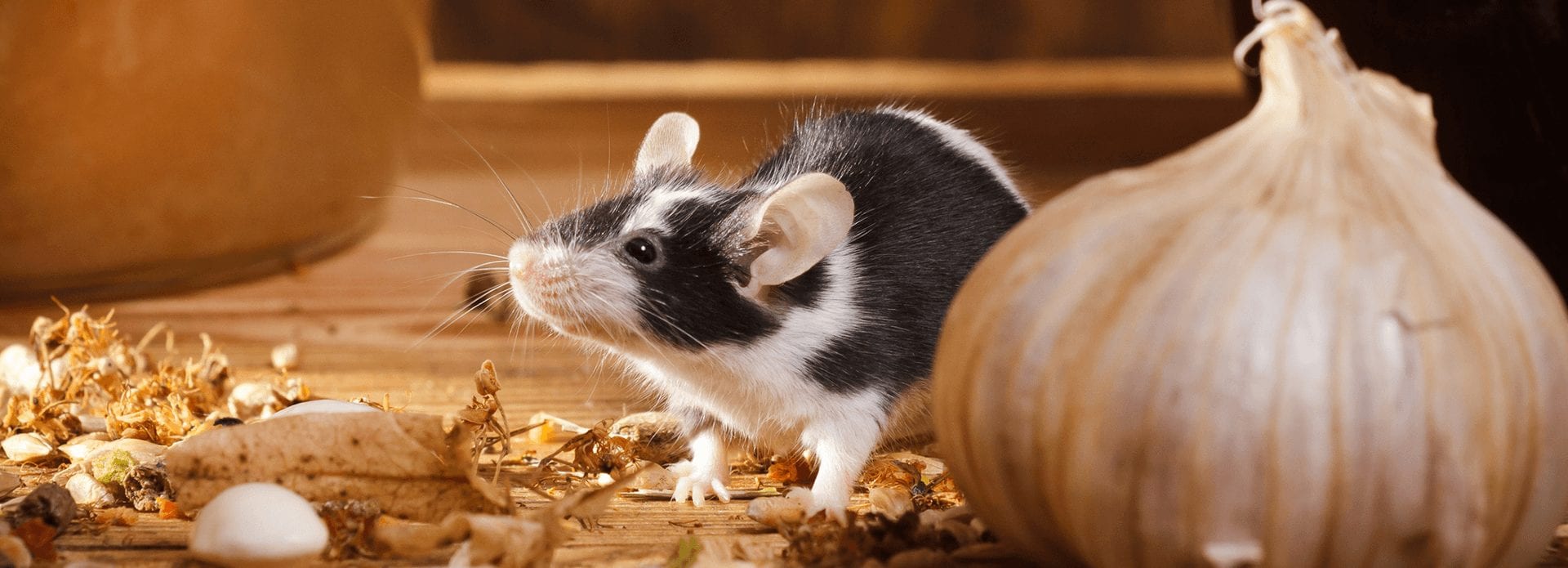 rodent control company