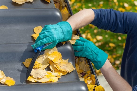 Clean Gutters to Prevent Pests: Mosquitoes, Termites & More