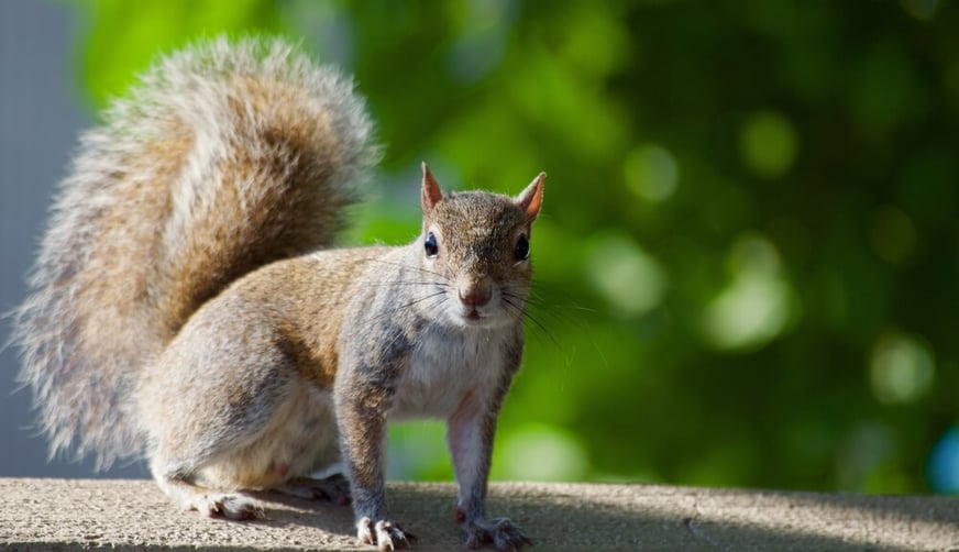 Squirrel On Log