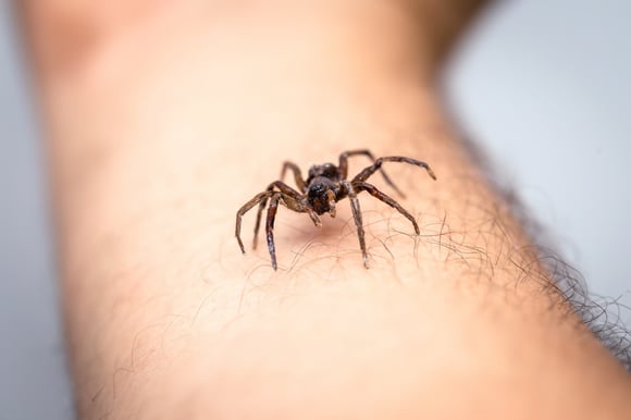 What Does a Spider Bite Look Like? Identification & Symptoms