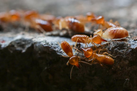 What Do Termites Look Like?