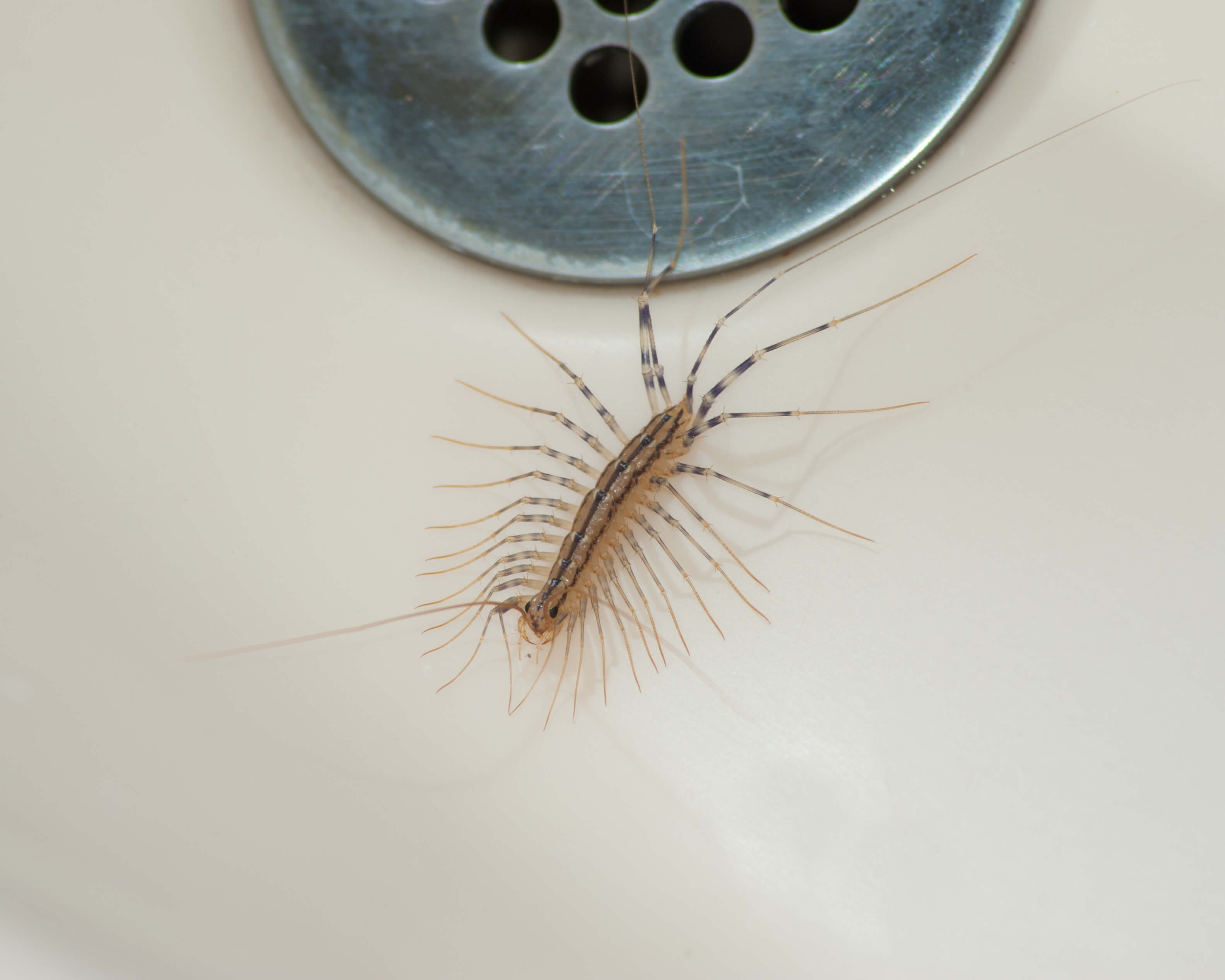 House Centipede tiny House Centipede tiny