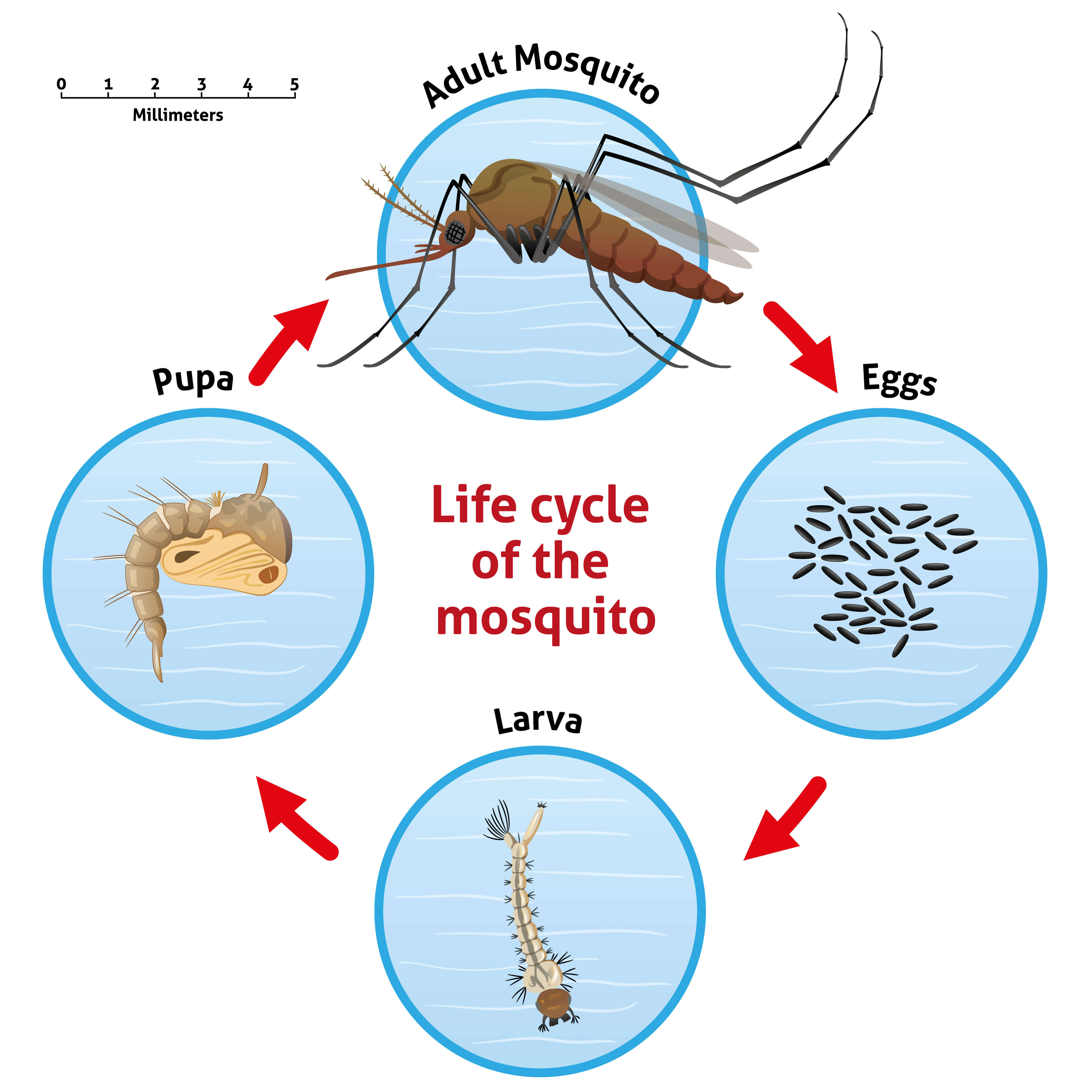 Mosquito Life Cycle Mosquito Life Cycle