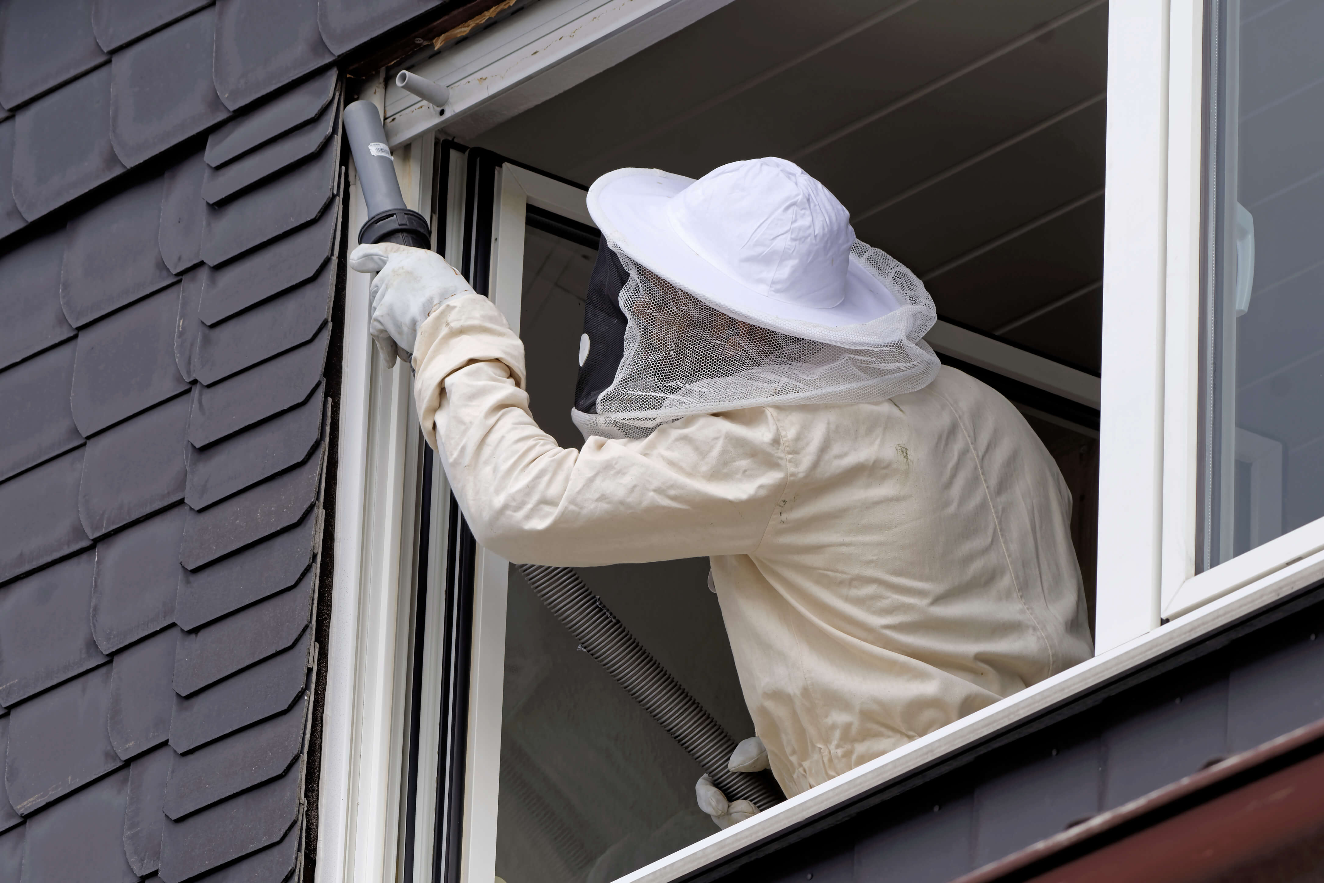 Removing Hornet Nest