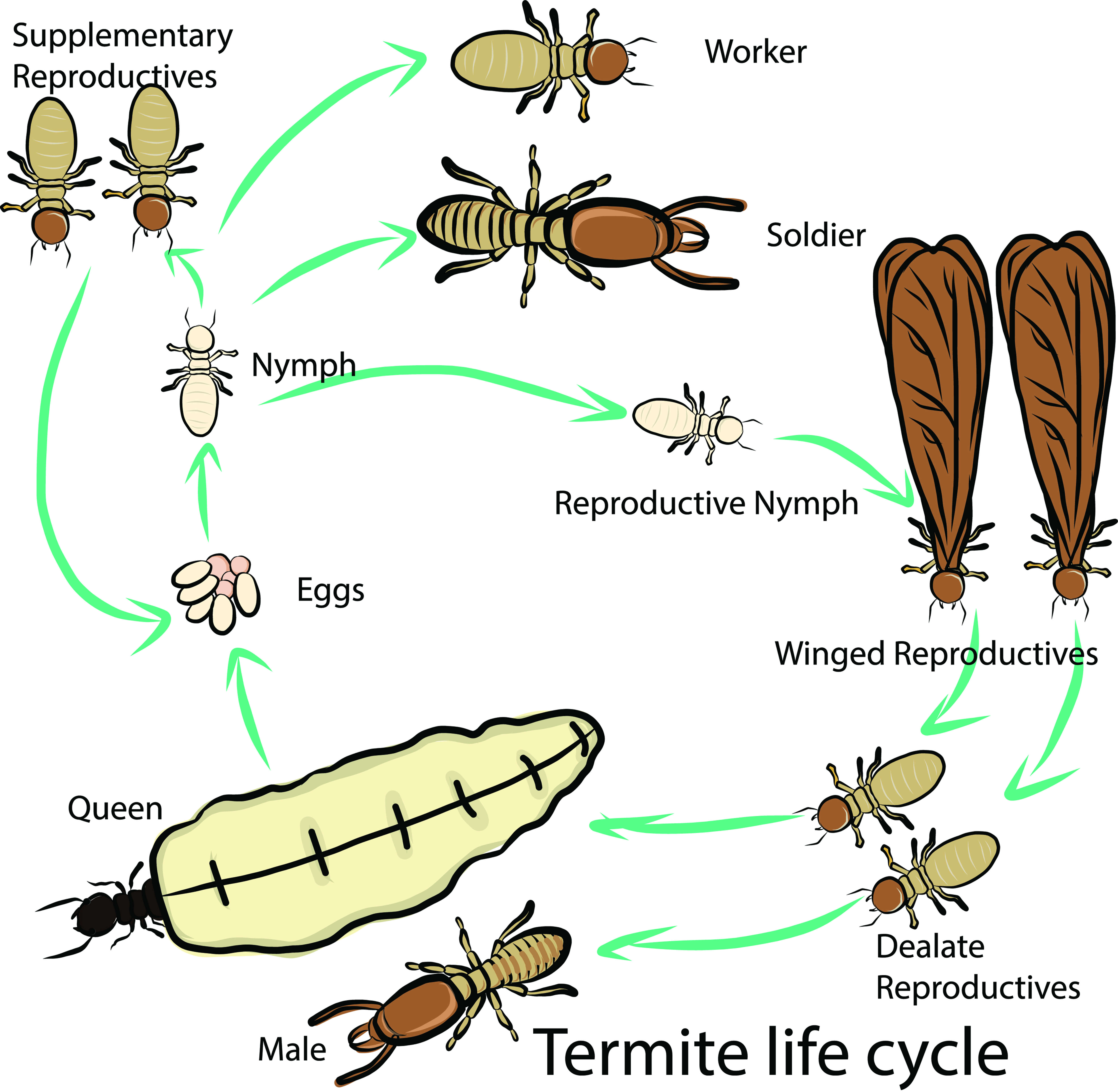 Termite Life Cycle Termite Life Cycle