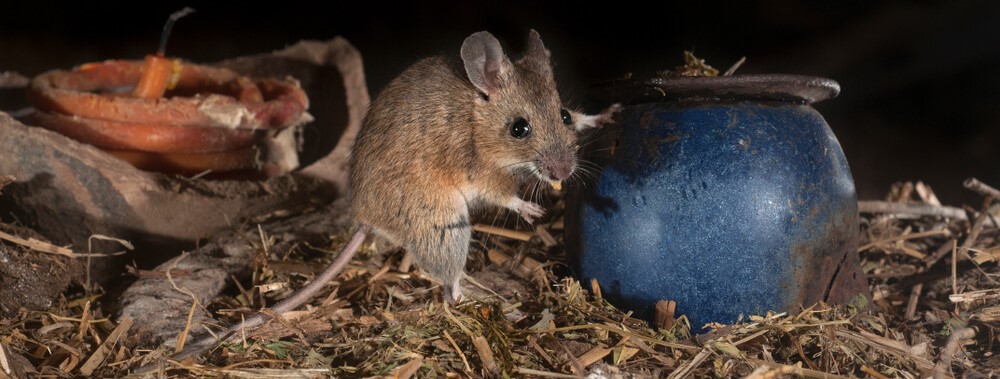 Mouse In Attic Mouse In Attic